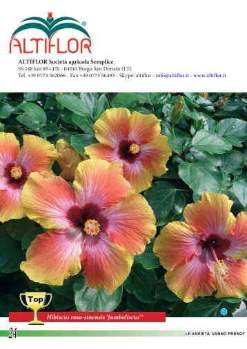 Hibiscus rosa-sinensis 'Jumboliscus'Â® ALTIFLOR ... - Clamer Informa