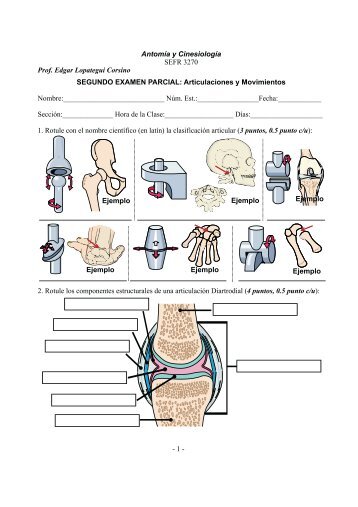 Articulaciones y Movimientos - Ilustrado - Saludmed