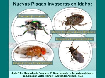 Nuevas Plagas Invasoras en Idaho: - Idaho Department of Agriculture