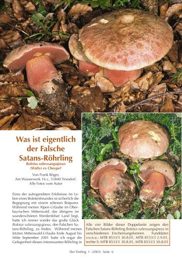 Der Falsche SatansrÃƒÂ¶hrling Boletus rubrosanguineus - Tintling