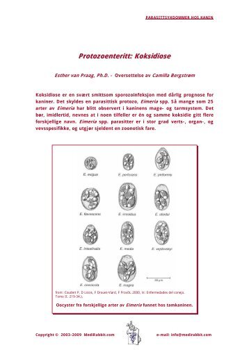 Koksidiose - Medirabbit