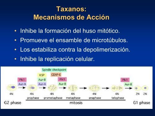 Taxanos en la adyuvancia - Sociedad Chilena de MastologÃ­a