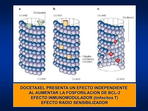 Taxanos en la adyuvancia - Sociedad Chilena de MastologÃ­a