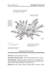Astragalus nutriosensis
