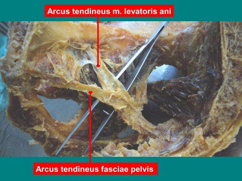 anatomie