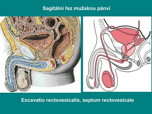 anatomie