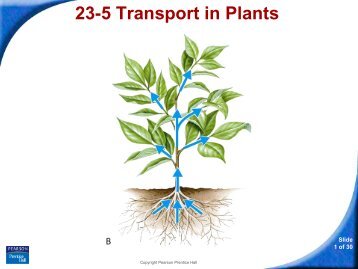 23-5 Transport in Plants - Hamilton Local Schools