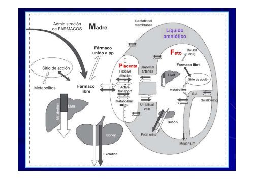 FarmacologÃ­a y Embarazo