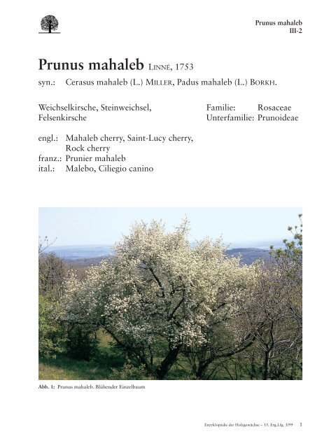 Prunus mahaleb