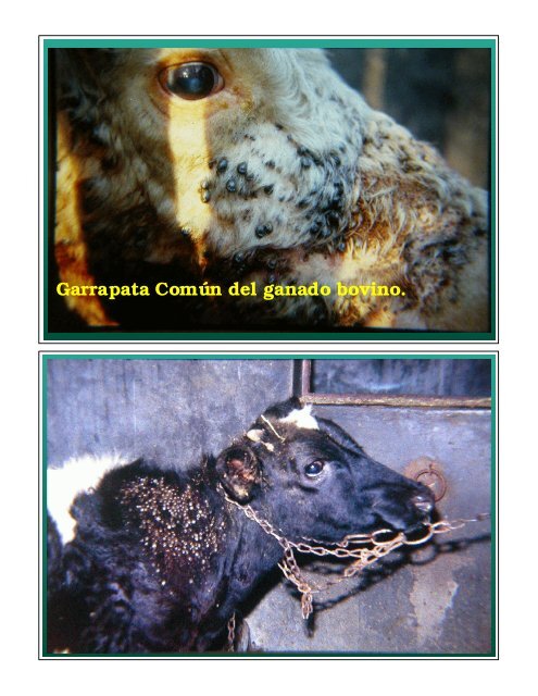 Garrapata ComÃºn del ganado bovino.