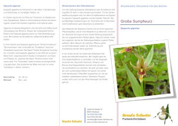 Freiland Orchideen - Ursula Schuster
