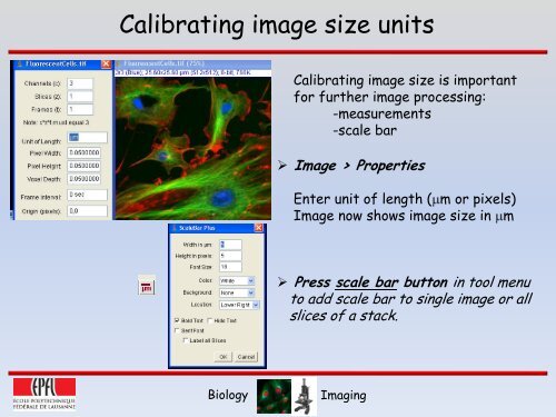 ImageJ Basics