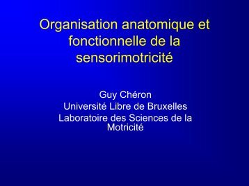 Organisation anatomique et fonctionnelle de la sensorimotricité