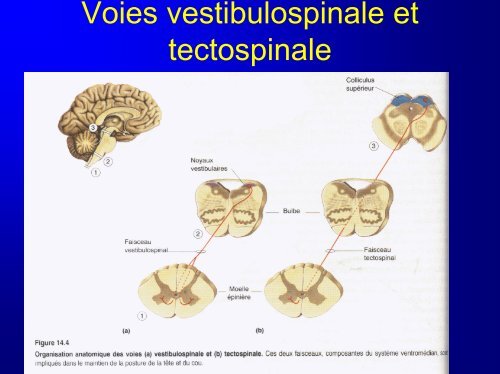 Organisation anatomique et fonctionnelle de la sensorimotricité