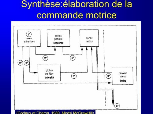 Organisation anatomique et fonctionnelle de la sensorimotricité