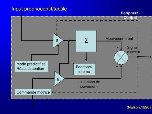 Organisation anatomique et fonctionnelle de la sensorimotricité