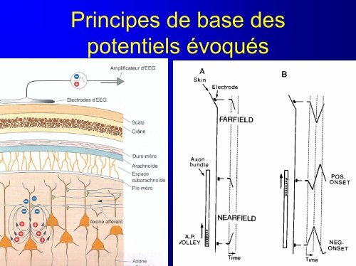 Organisation anatomique et fonctionnelle de la sensorimotricité