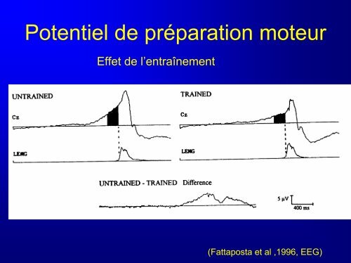 Organisation anatomique et fonctionnelle de la sensorimotricité