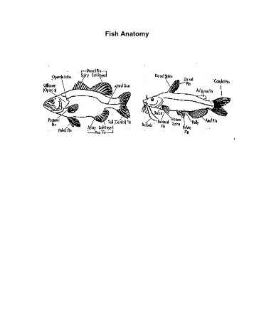 Central Arkansas Fish dichotomous key