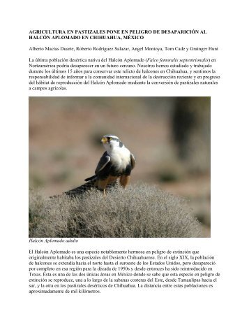 mennonite farming poses extinction risk to aplomado falcons and ...