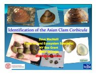 Identification of the Asian Clam Corbicula Identification of the Asian ...
