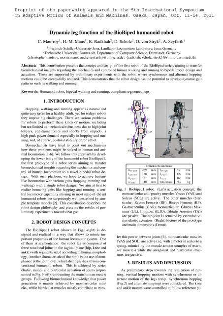 Dynamic leg function of the BioBiped humanoid robot
