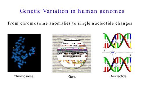 Gene gain and loss: aCGH ISA CGH