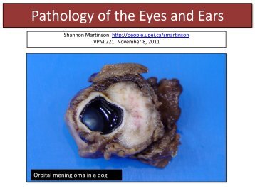 Pathology of the Eyes and Ears