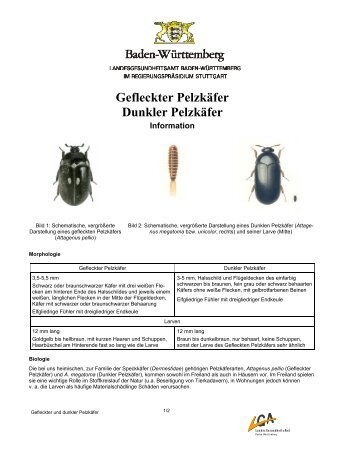 Gefleckter Pelzkäfer Dunkler Pelzkäfer