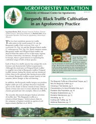 Burgundy Black Truffle Cultivation in an Agroforestry Practice