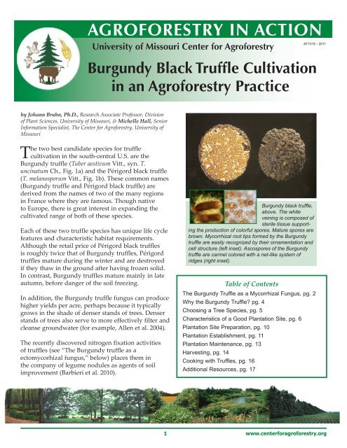 Burgundy Black Truffle Cultivation in an Agroforestry Practice