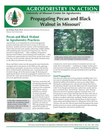 Propagating Pecan and Black Walnut - University of Missouri Center ...