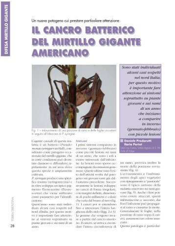 Il cancro batterico del mirtillo gigante americano - Riviste