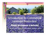 Lavender Marketing