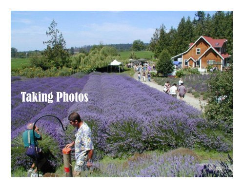 Lavender Marketing