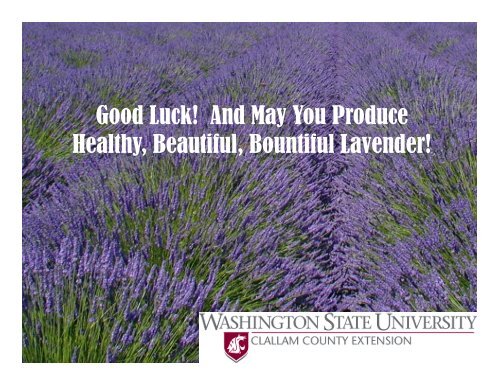 Lavender Marketing