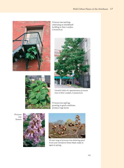 The Magazine of the Arnold Arboretum - Arnoldia - Harvard University