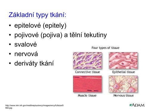 Histologie: tkáně: epitely - eAMOS
