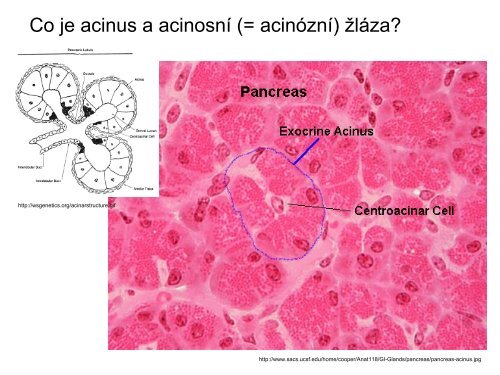 Histologie: tkáně: epitely - eAMOS