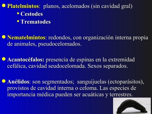 helmintos reino