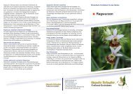 Ragwurzen - Freiland Orchideen - Ursula Schuster