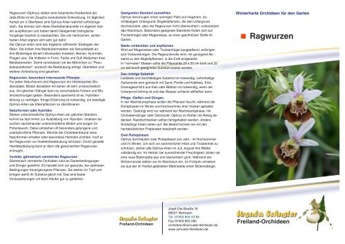 Ragwurzen Freiland Orchideen Ursula Schuster