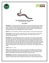 Eastern Massasauga Rattlesnake - Fact Sheet - Grey Bruce Health ...