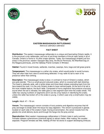 Eastern Massasauga Rattlesnake - Fact Sheet - Grey Bruce Health ...