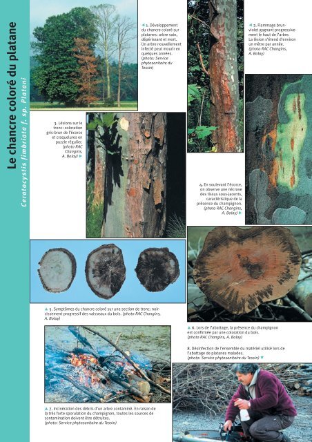 Chancre Colore Du Platane Vevey