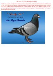 “PRETTY SIS” SA 02 01261 BBH BRED BY T ... - pigeon sales