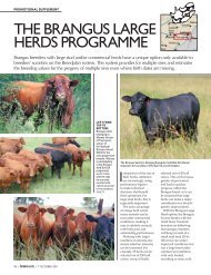 the brangus large herds programme - The Brangus Cattle Breeders ...