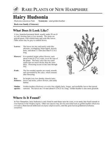 Hairy Hudsonia - New Hampshire Division of Forests and Lands