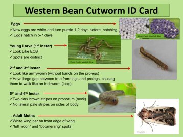 Western Bean Cutworm ID Card