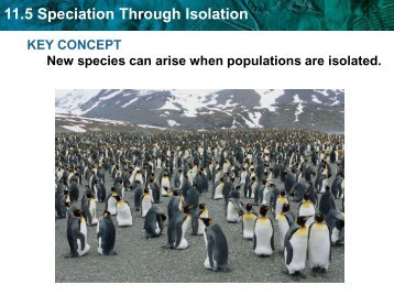 11.5 Speciation Through Isolation